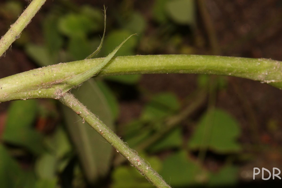 Arachis hypogaea L.